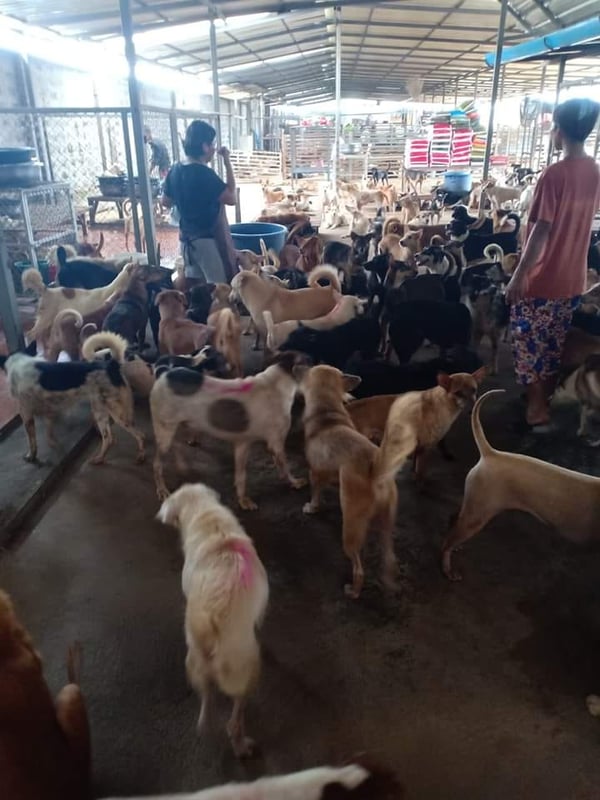 dogs_thailand