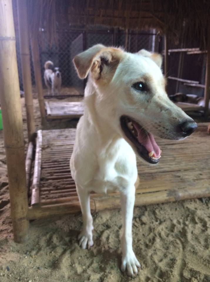 dog_shelter_korat