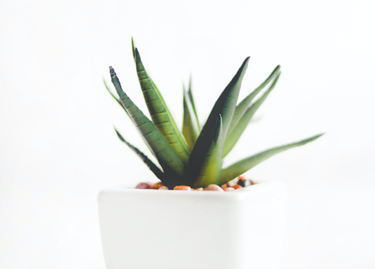 plant plant