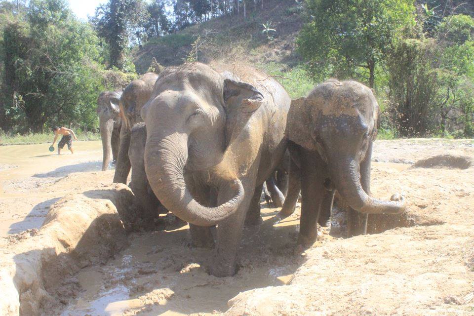 elephants_mud.jpg