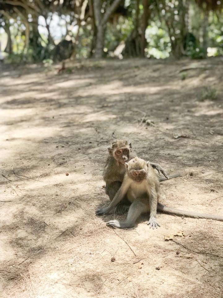 monkeys