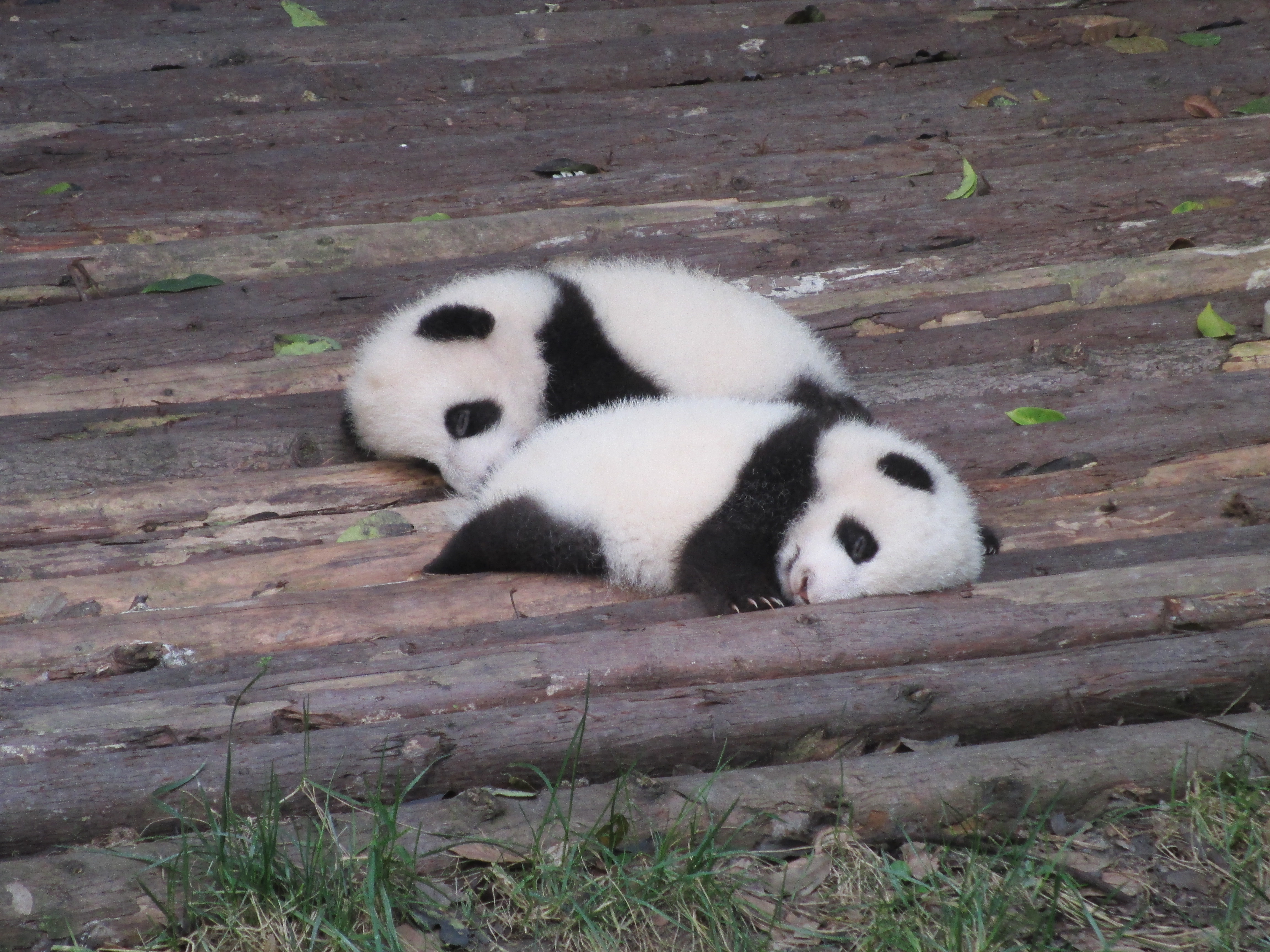 baby_pandas.jpg